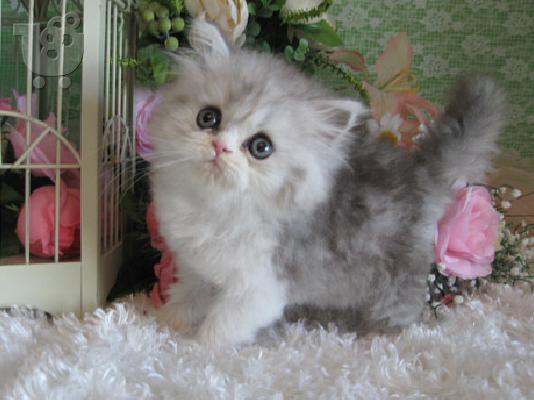PoulaTo: Τέλεια γατάκια περσικά σε ένα τέλειο σπίτι